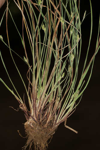 Carex paeninsulae #7